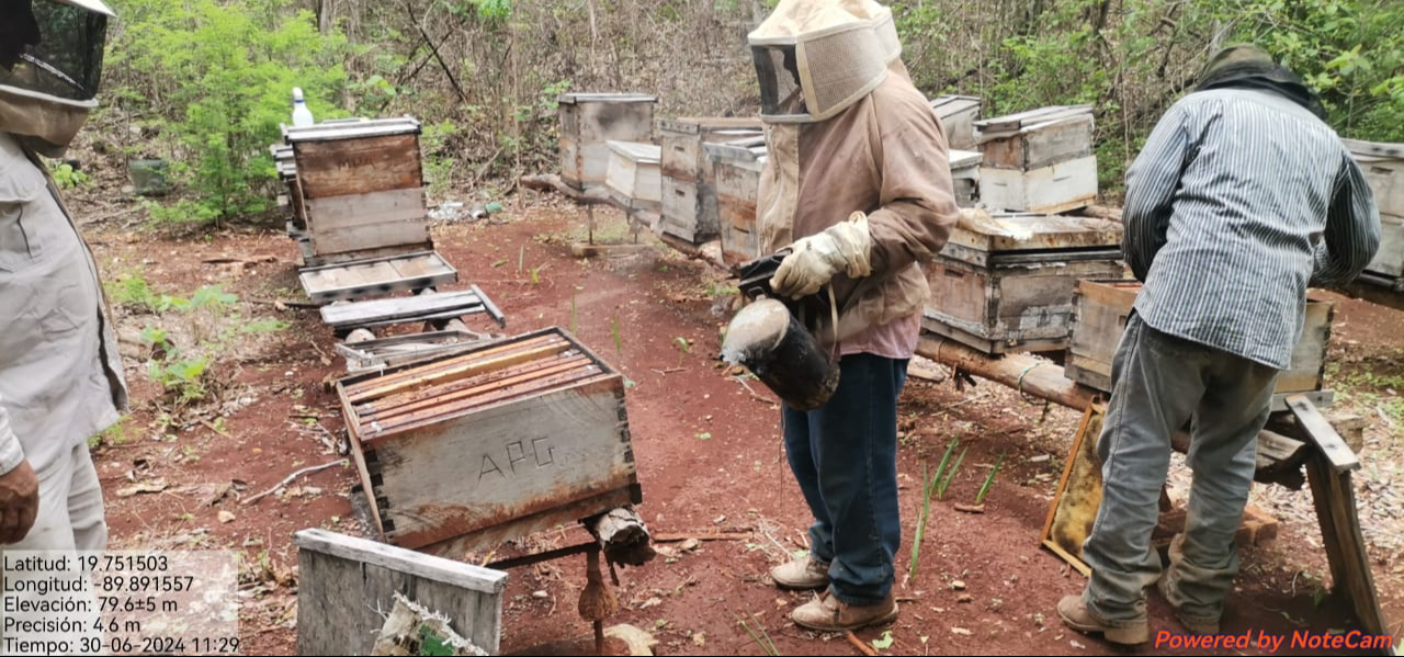 La muerte masiva de abejas en 2022 llevó al INECC a realizar una campaña de muestreo en marzo de 2023.