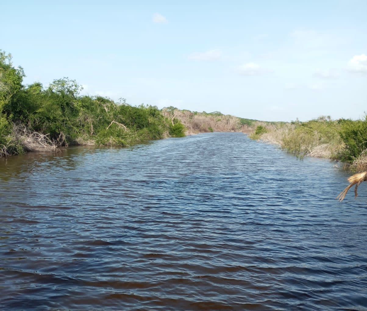 Algunos pobladores señalan que hay lagartos en el estanque de agua.