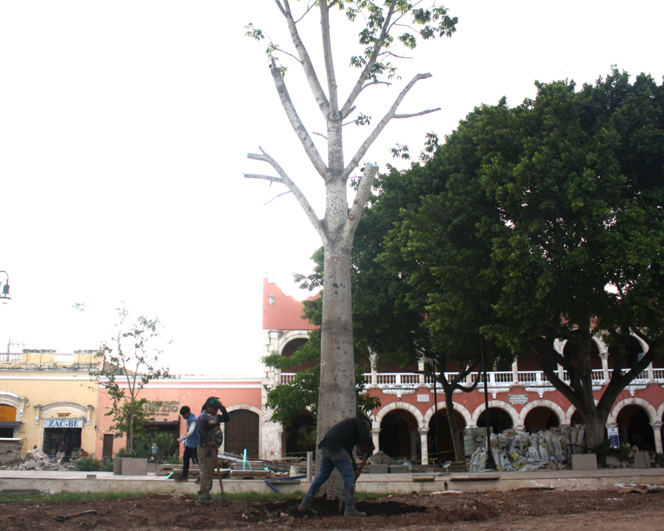 Así luce uno de los árboles recién plantados en la Plaza Grande