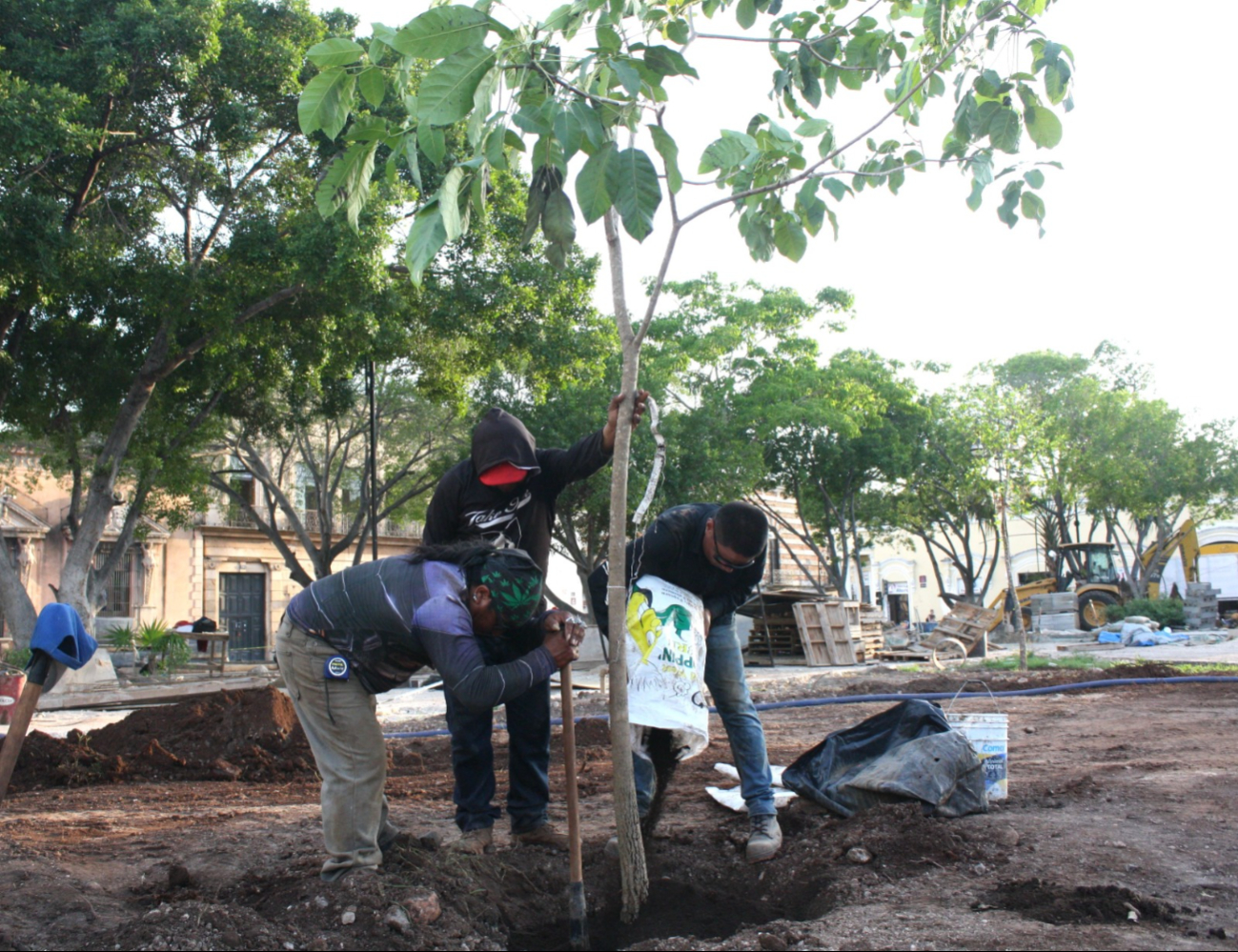 Más de 100 árboles serán plantados en la Plaza Grande