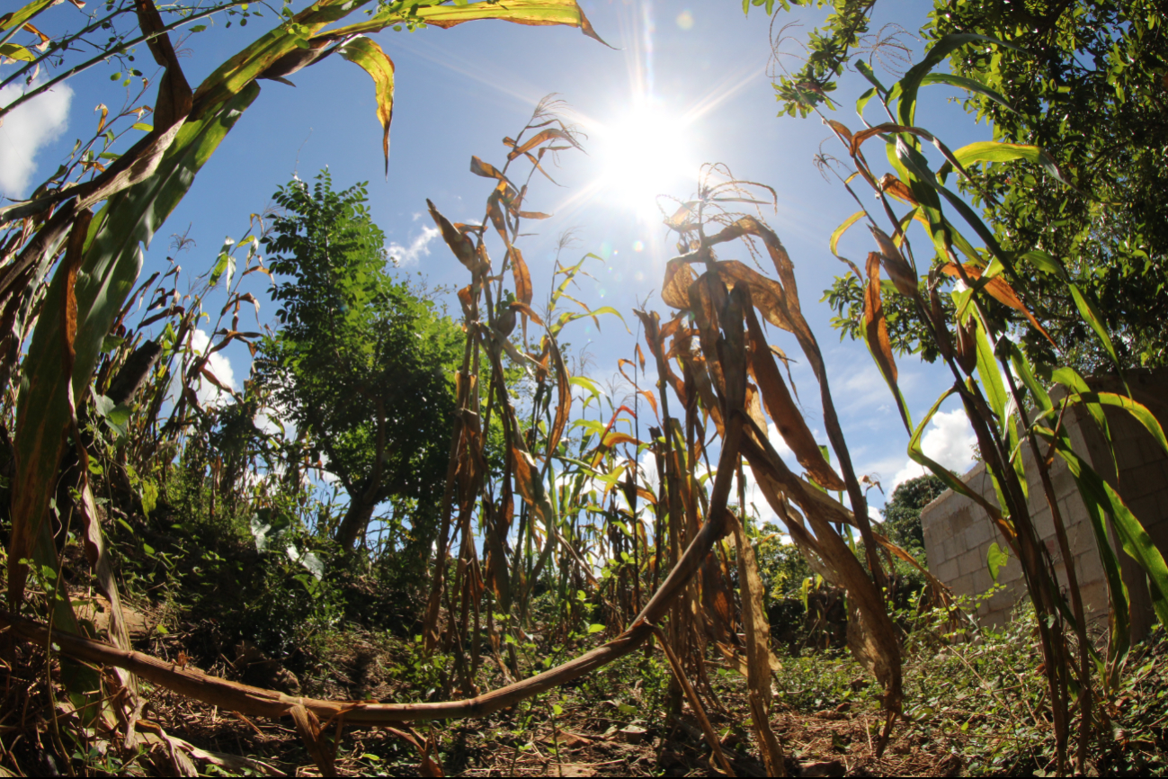 El gusano cogollero ataca los ápices de las plantas, causando daños significativos si no se controla.