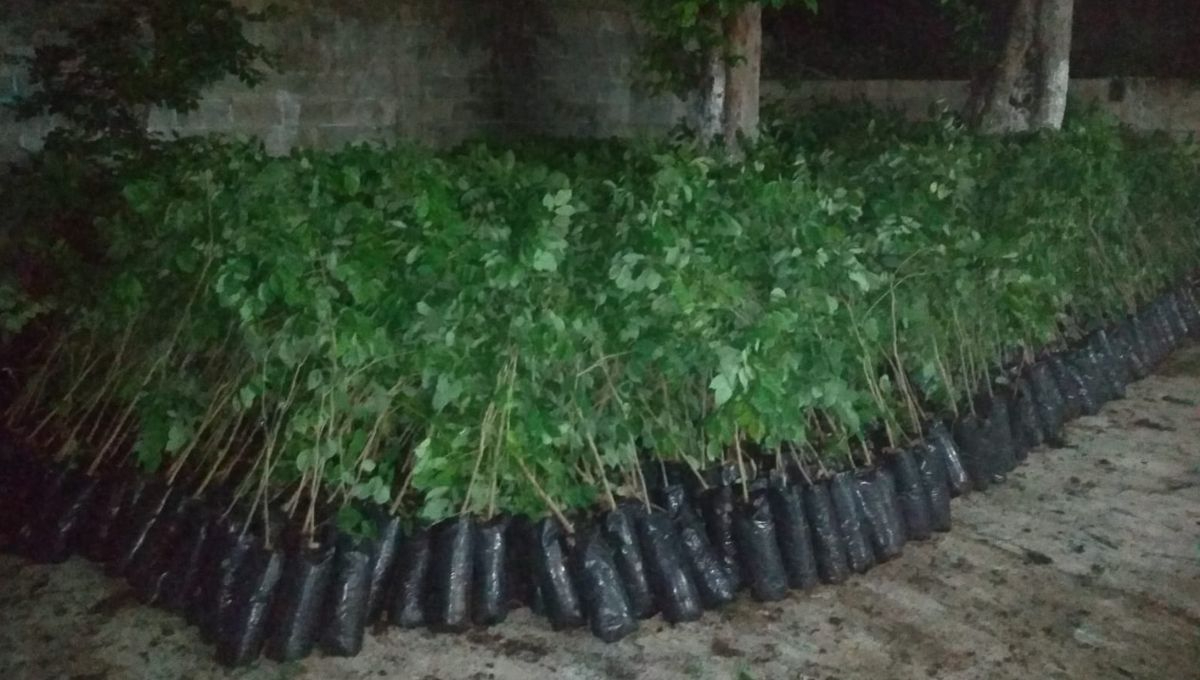 Entregan 3 mil árboles para reforestar el Tramo 3 del Tren Maya, en Chocholá