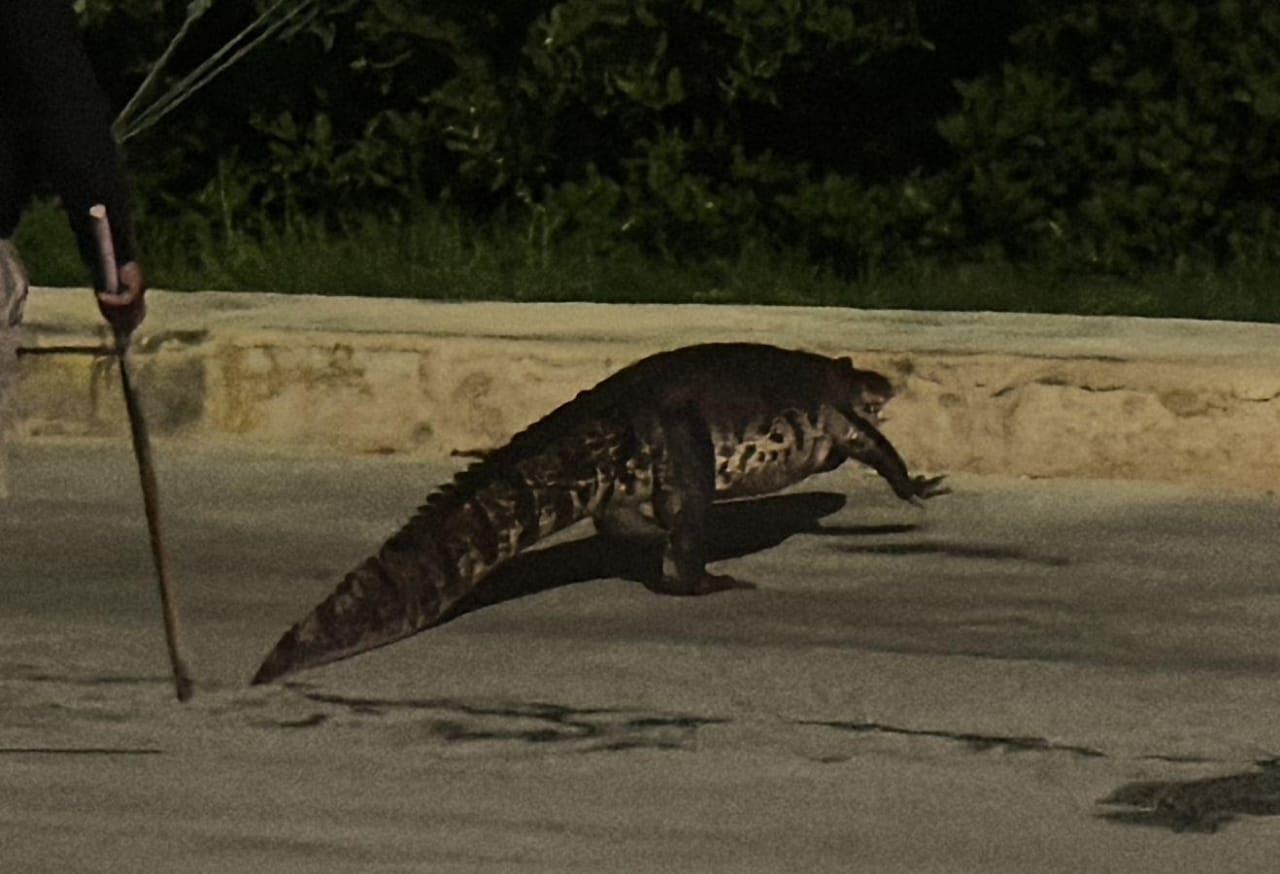 Caimán, de más de dos metros de largo, aparece en la carretera rumbo a Yucatán