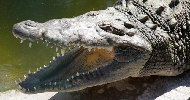 Los cocodrilos han llegado a zonas habitacionales