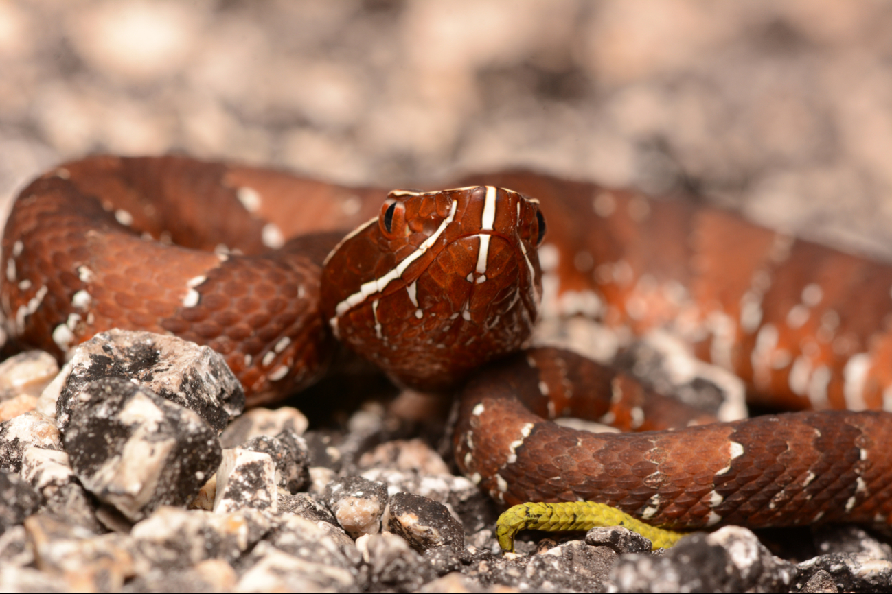 Serpientes venenosas han sido vistas en las casas