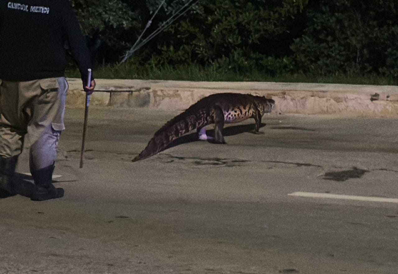 Un caimán apareció en la carretera rumbo a Yucatán