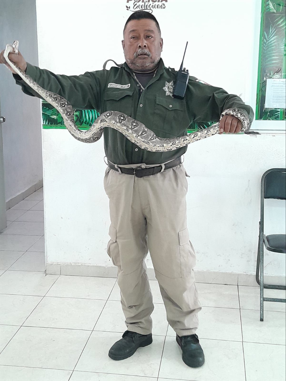 La boa fue retirada por la policía ecológica