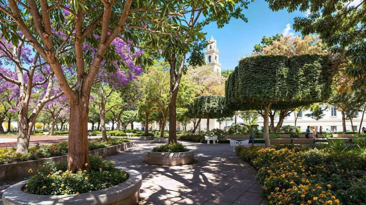 Así lucen los árboles en la Plaza Grande