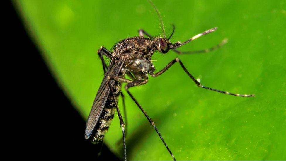 La fiebre de Oropouche se transmite por un mosquito