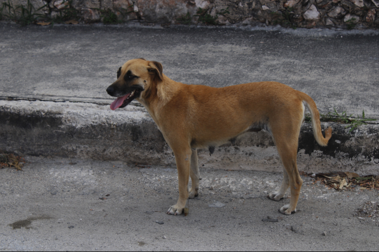 En las últimas dos semanas se han atendido 50 casos, en su mayoría cachorros de dos meses