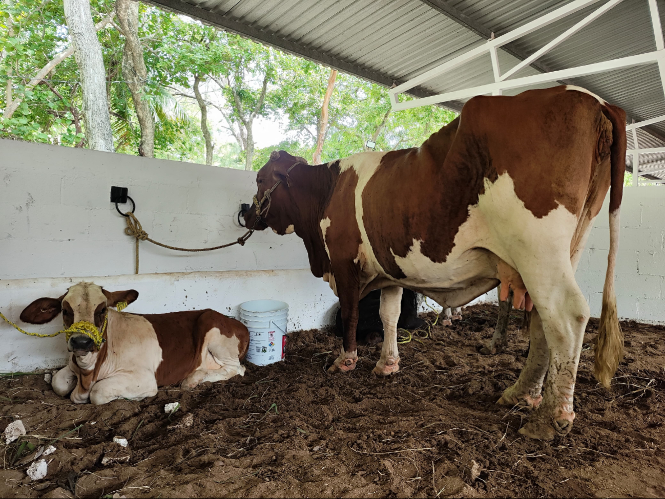 Los ganaderos hacen un gran esfuerzo para participar en la Feria del Carmen y la leche extraída se obsequia a la población.