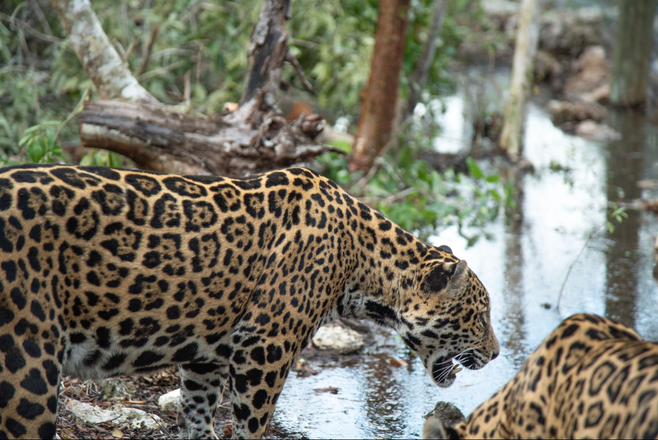 En Campeche, piden informar con precisión muerte de jaguares en carreteras