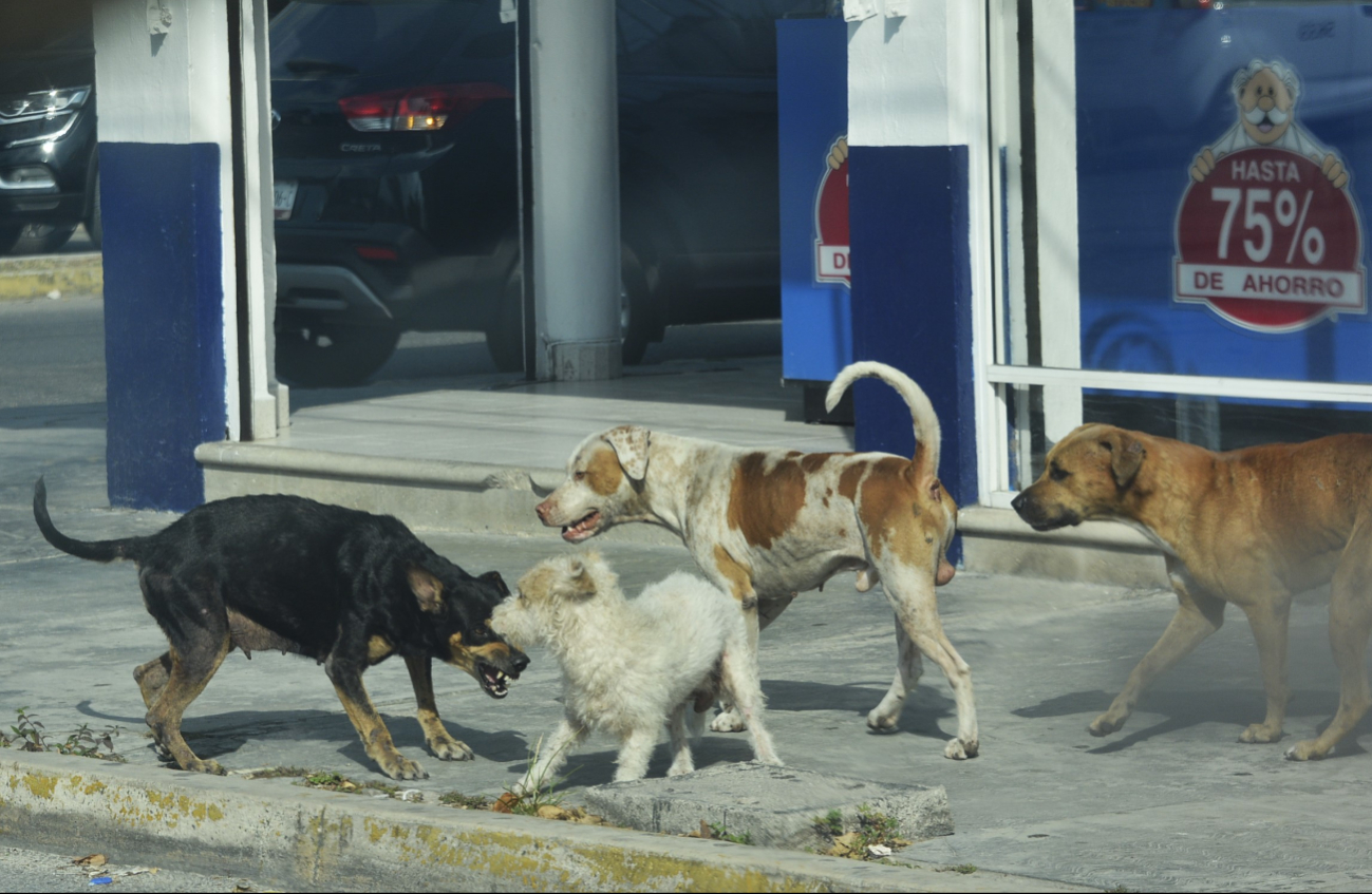 Los humanos pueden portar el virus y transmitirlo de un cachorro a otro.