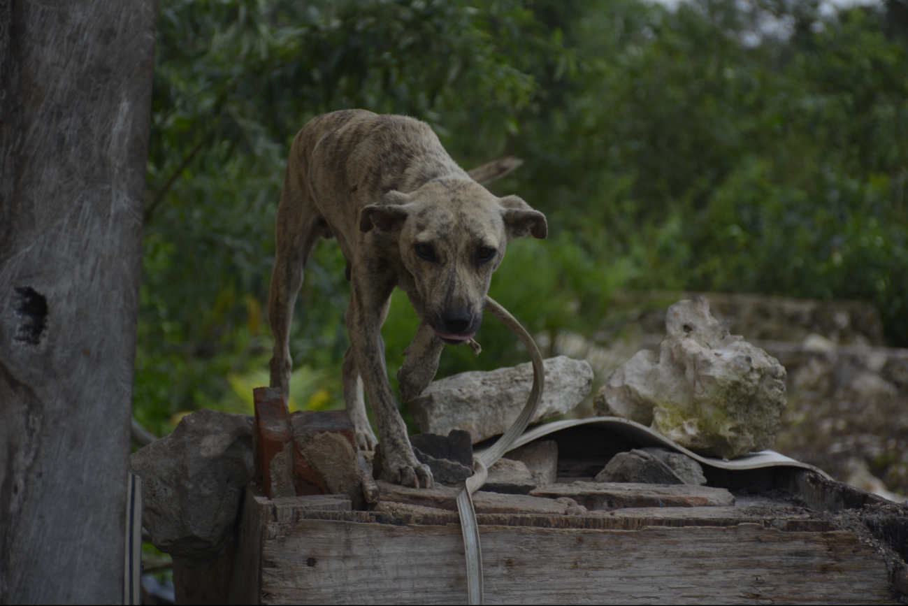 La mayoría de los dueños llevan a sus animales al médico cuando ya es tarde