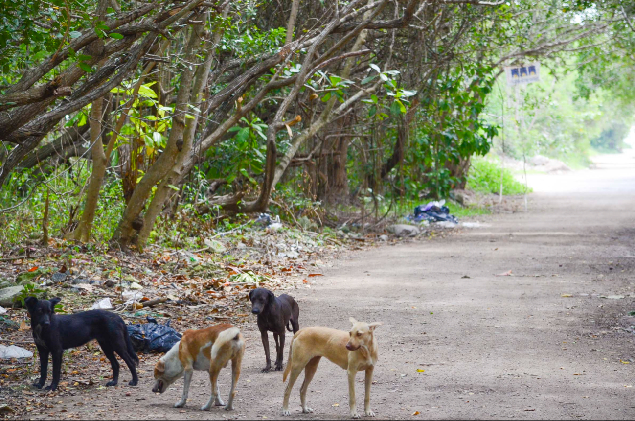 Quintana Roo registra aumento en casos de parvovirus en perros