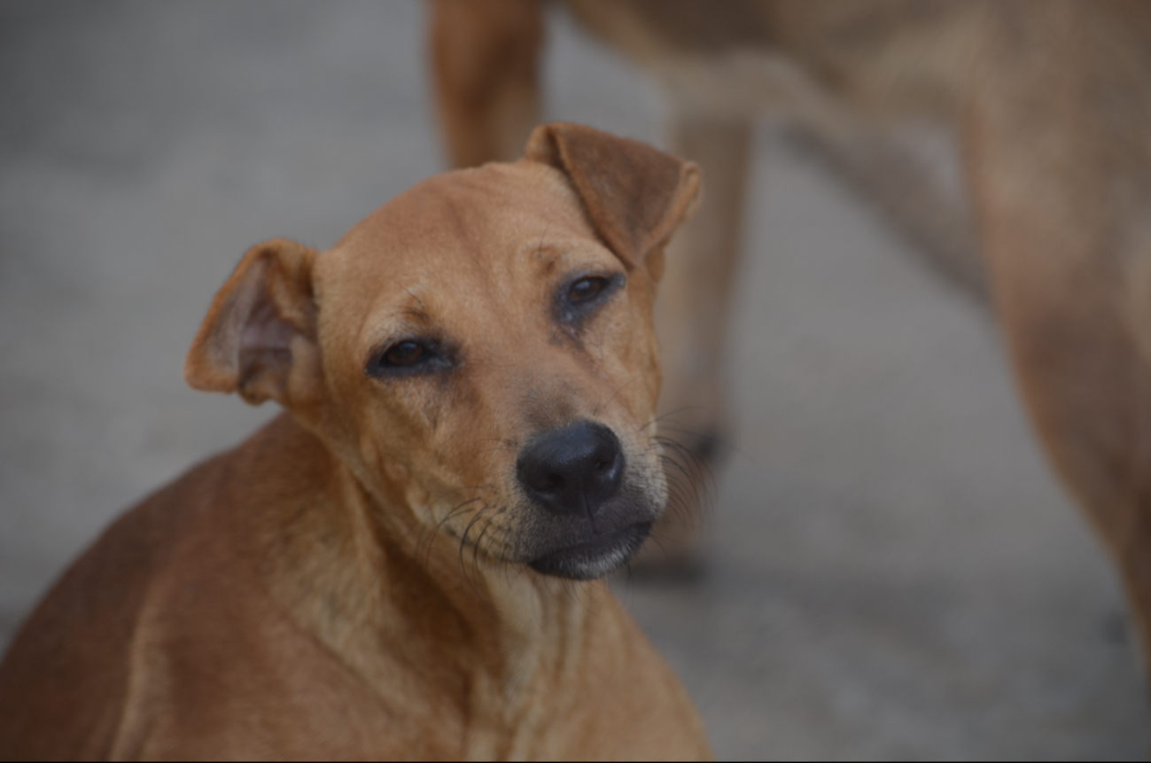 Asociaciones Civiles, la Policía y la FGE combatirán los casos de maltrato animal