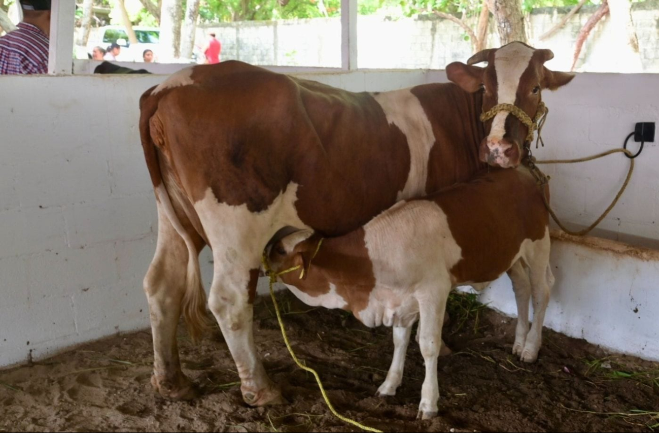 El “derriengue” se transmite de animales silvestres como murciélagos, mapaches, zorrillos y coyotes