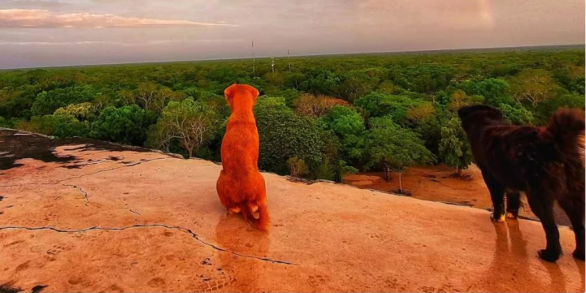 El amor de Keb por los perros no se detiene con Duke.