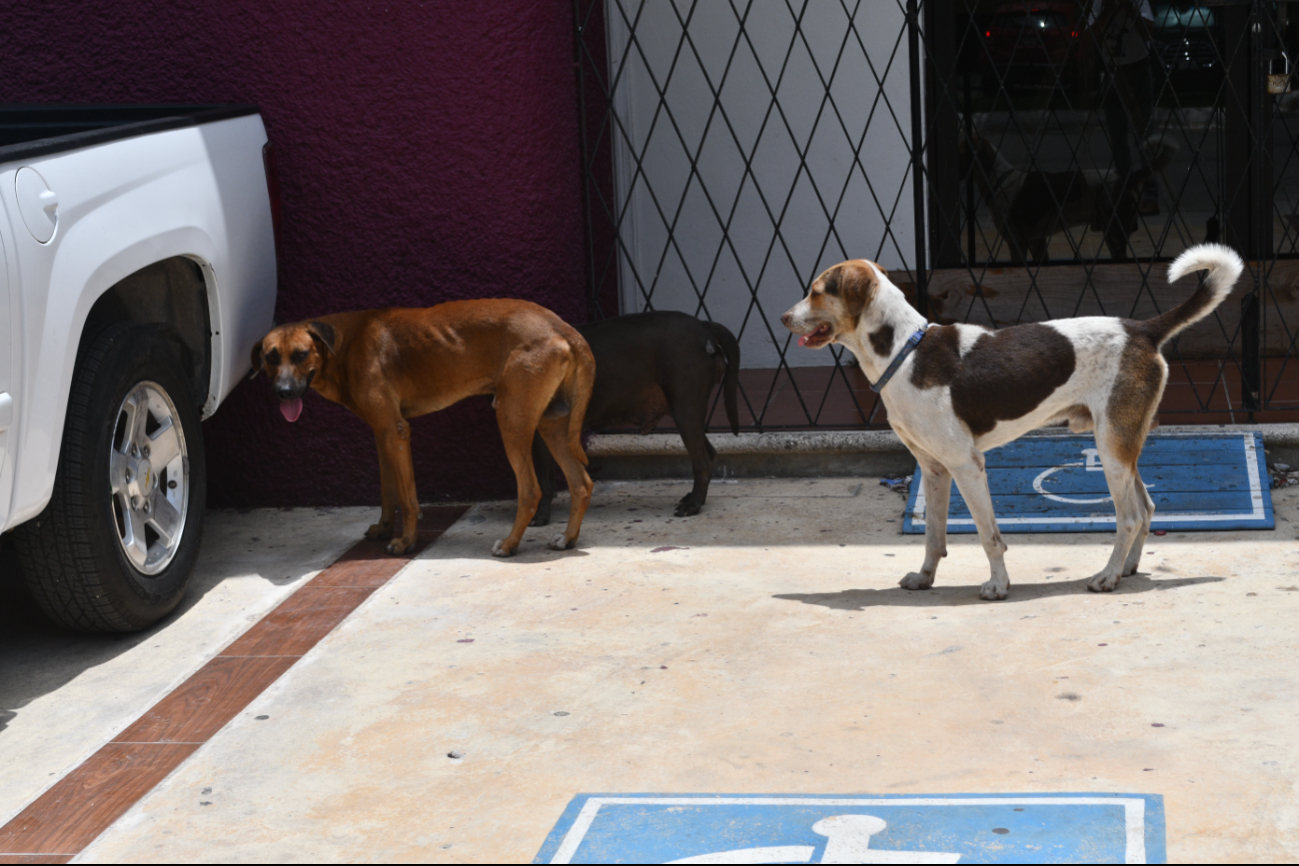 Hasta tres diarios reciben las clínicas veterinarias en la capital del Estado, asegura especialista