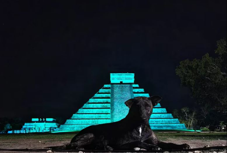 Los perros se volvieron en visitantes habituales de la zona arqueológica.