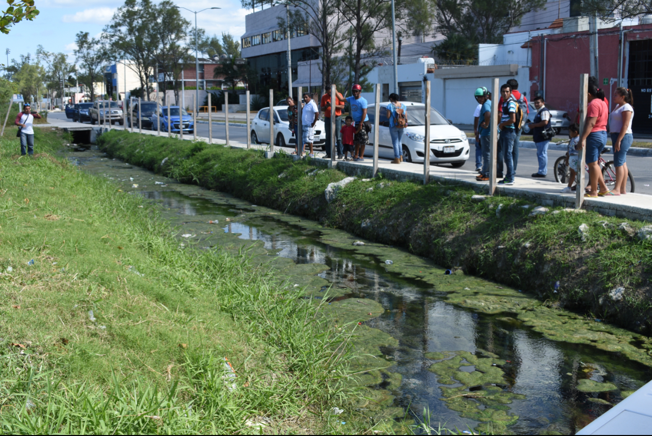 Alertan por aparición de cocodrilos