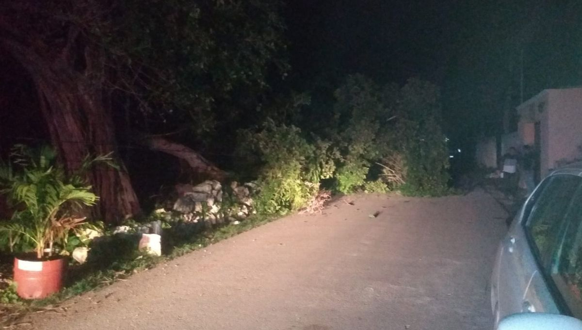 Así luce el árbol de álamo sobre la carretera