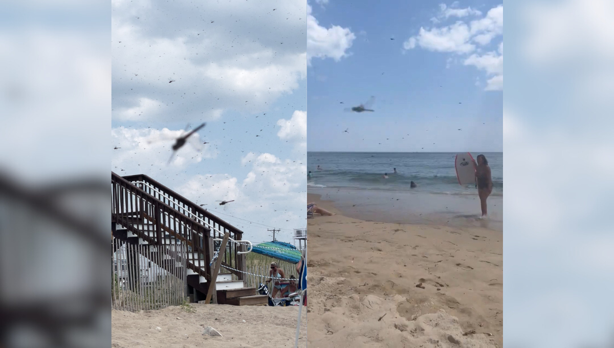 El 27 de julio, un enjambre de libélulas sorprendió a los bañistas en la playa Misquamicut, Rhode Island.