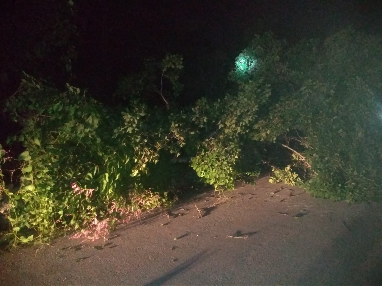 El árbol invadió la carretera