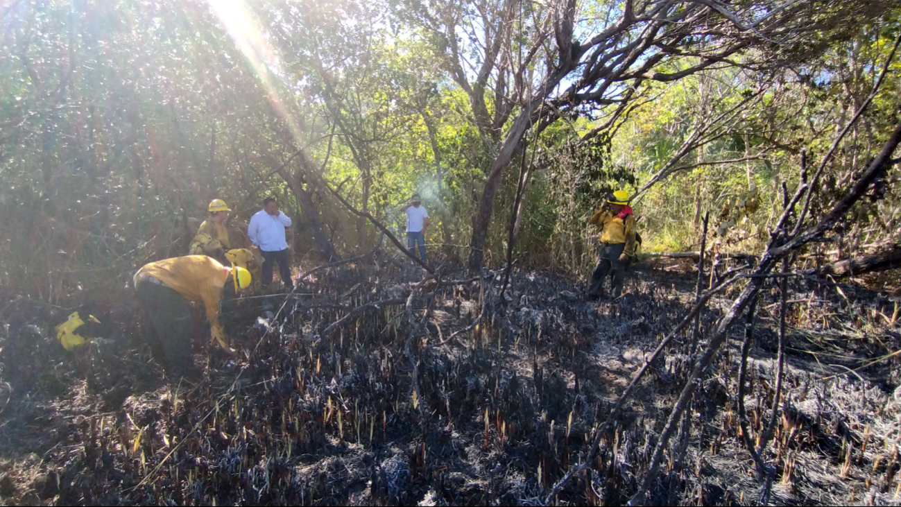 Brigadistas de la Conafor Campeche  retiran material combustible para evitar futuros incendios    