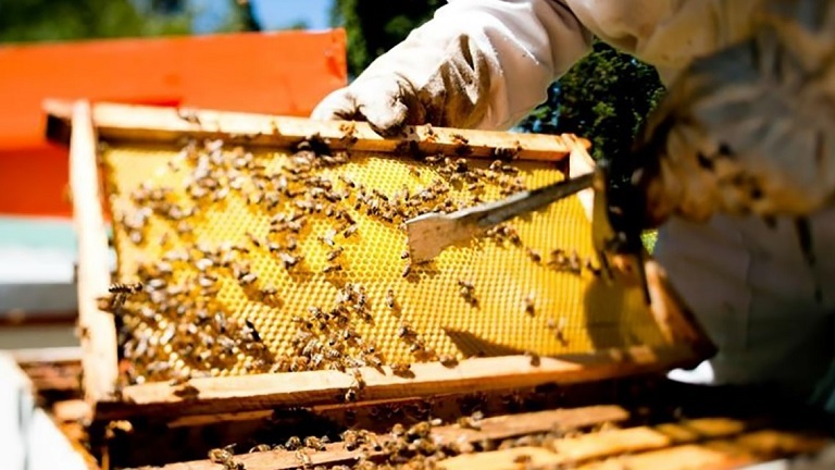 A pesar de reportes a autoridades, uso de pesticidas continúa.