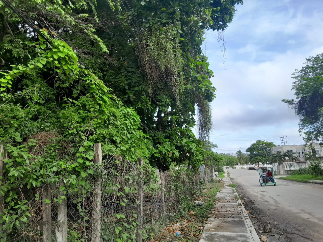 Árbol en contacto con líneas de alta y mediana tensión causa apagones en Colonia Revolución.