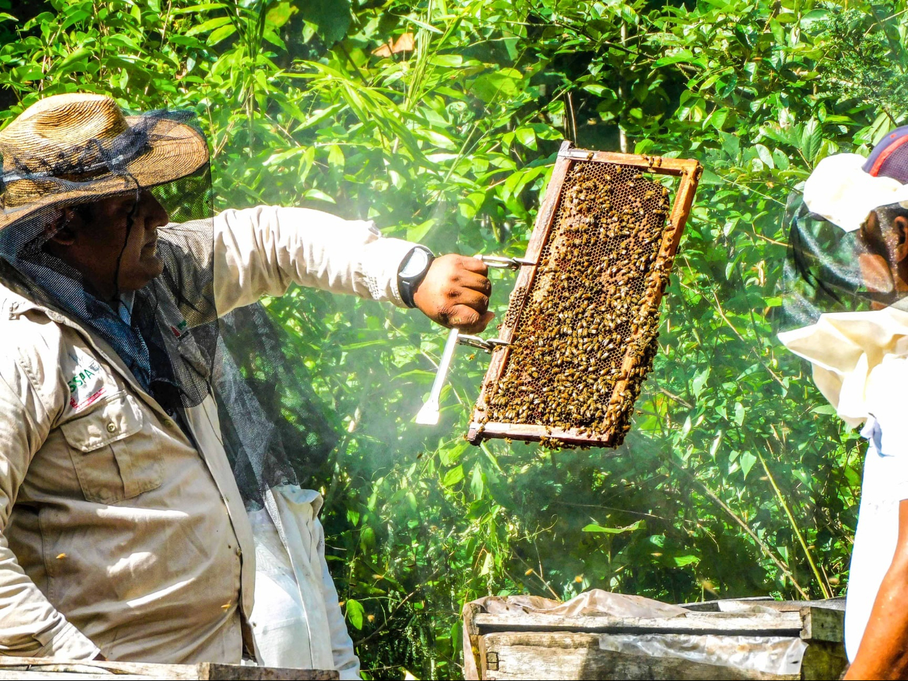 Disminución en la producción de miel y afectación a ingresos de apicultores.