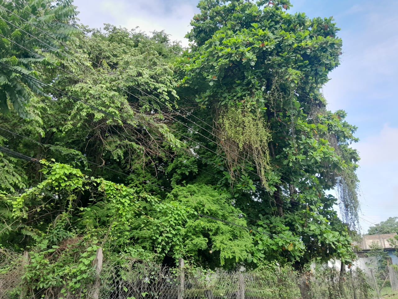 Germán Félix Canche y María Domínguez López piden poda de árbol por riesgo eléctrico.