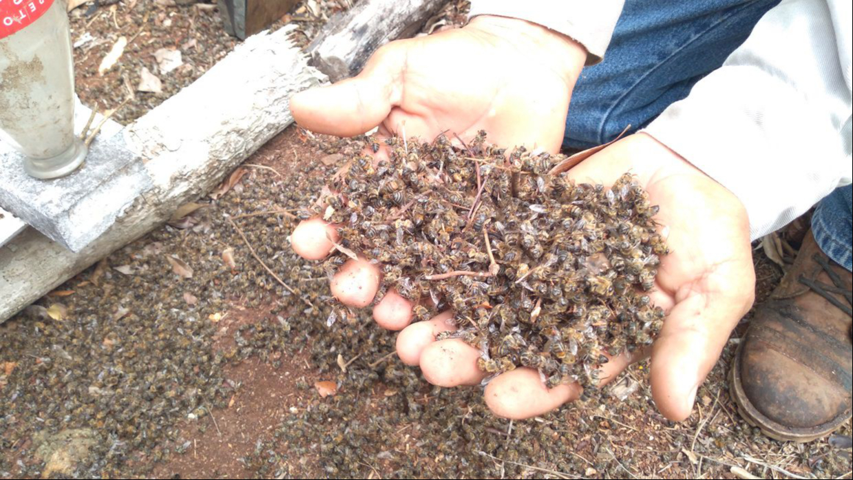 Crisis en la apicultura de Campeche: Más de 5 mil colmenas perdidas por agroquímicos
