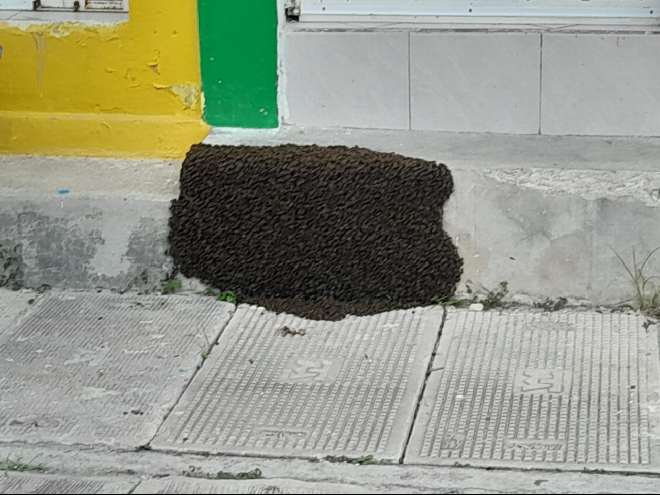 Enjambre de abejas pone en riesgo a personas.