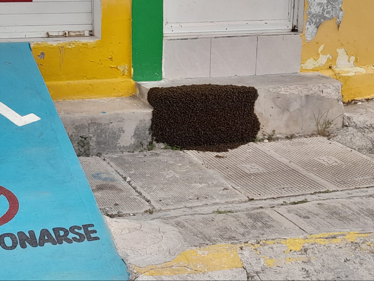 Las abejas apostadas en la entrada de la vivienda