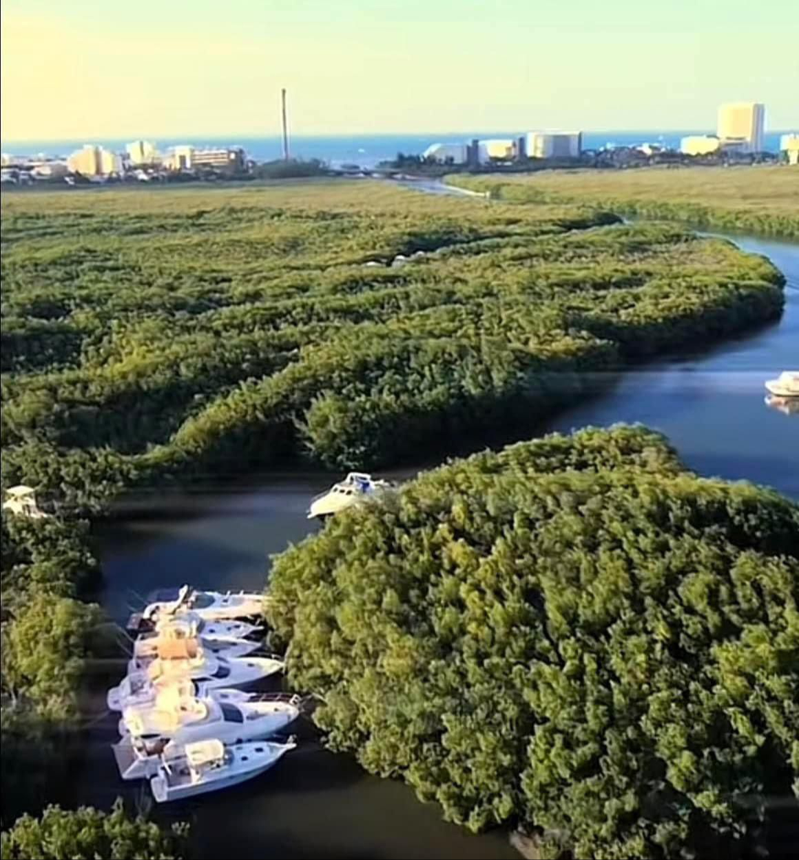 Los manglares sirven como barreras naturales para proteger de huracanes