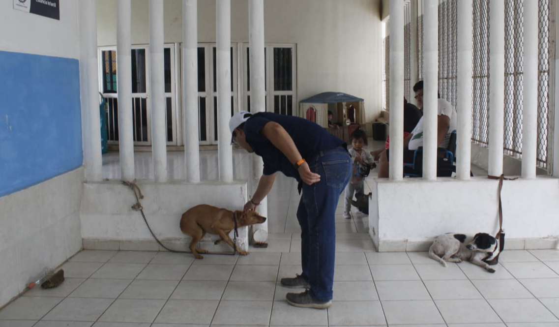 Las mascotas también son recibidas en los refugios