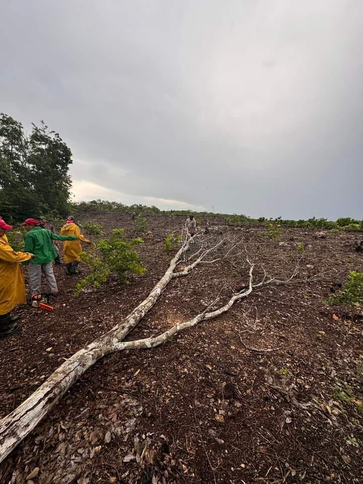 Un árbol cayó sobre el tendido eléctrico debido a fuertes vientos y lluvia, afectando el sur de Hopelchén.