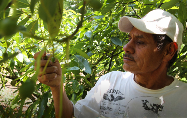 A pesar de las críticas iniciales, el programa ha reforestado más de 55,000 hectáreas.