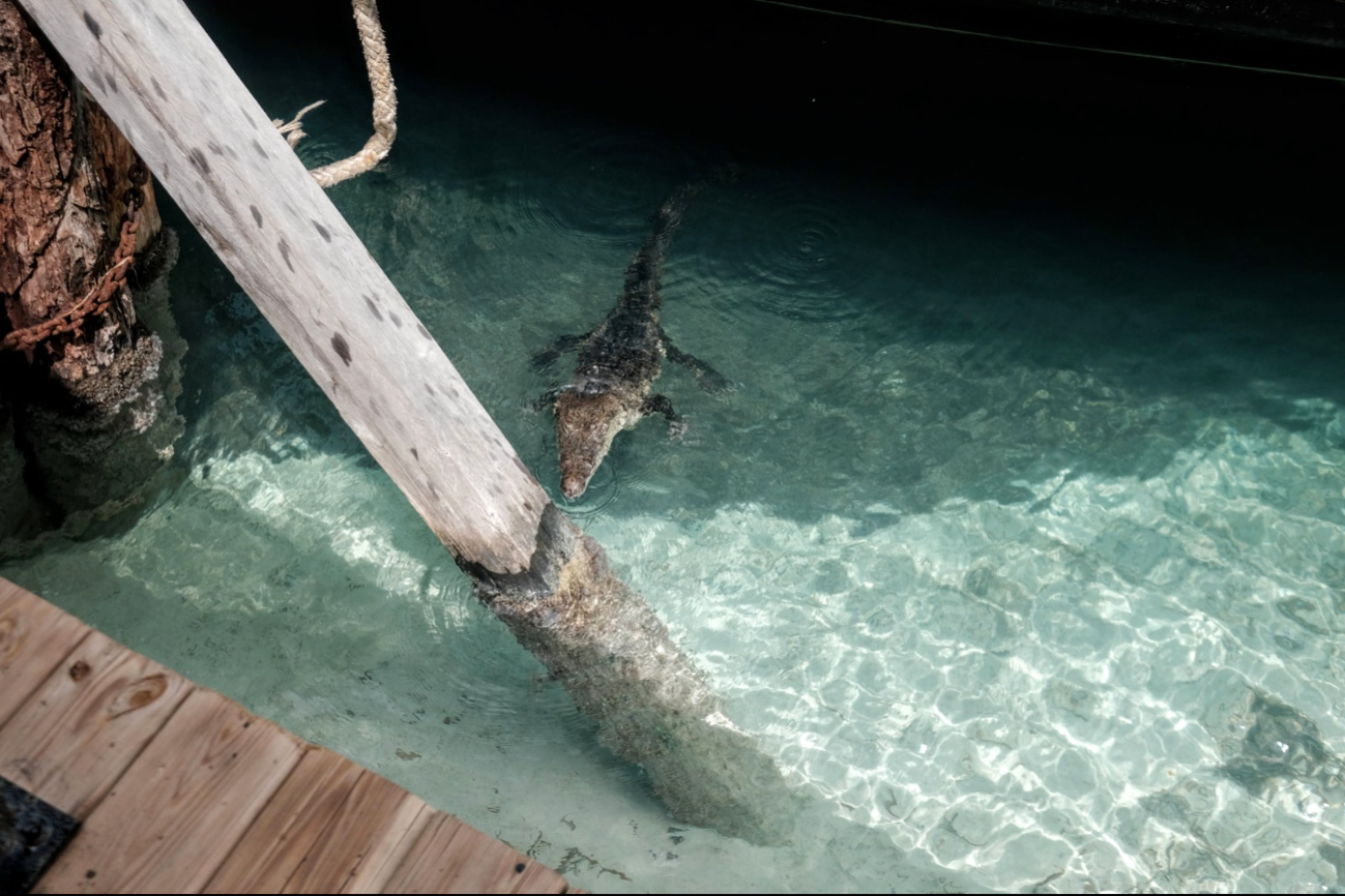 Hallan un cocodrilo en Playa Langosta en Cancún: VIDEO