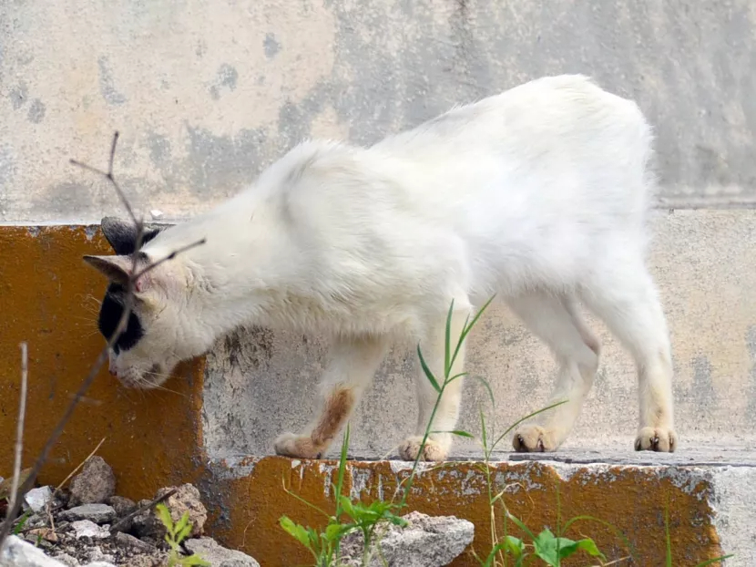 La sobrepoblación de gatos callejeros es preocupante; se pide a los ciudadanos no recoger animales sin antecedentes conocidos.