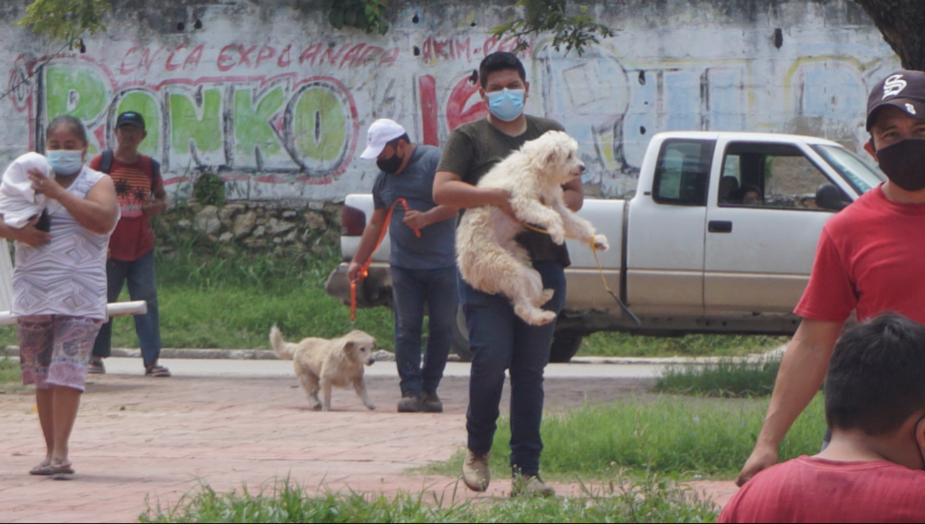 En Campeche, piden proteger a mascotas  de golpes de calor y denunciar maltrato 