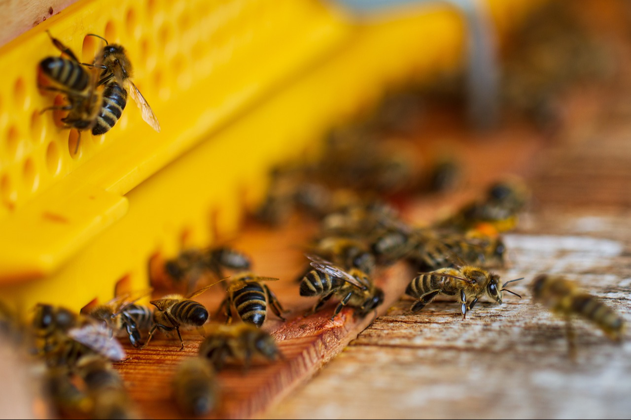 Así luce una colmena de abejas