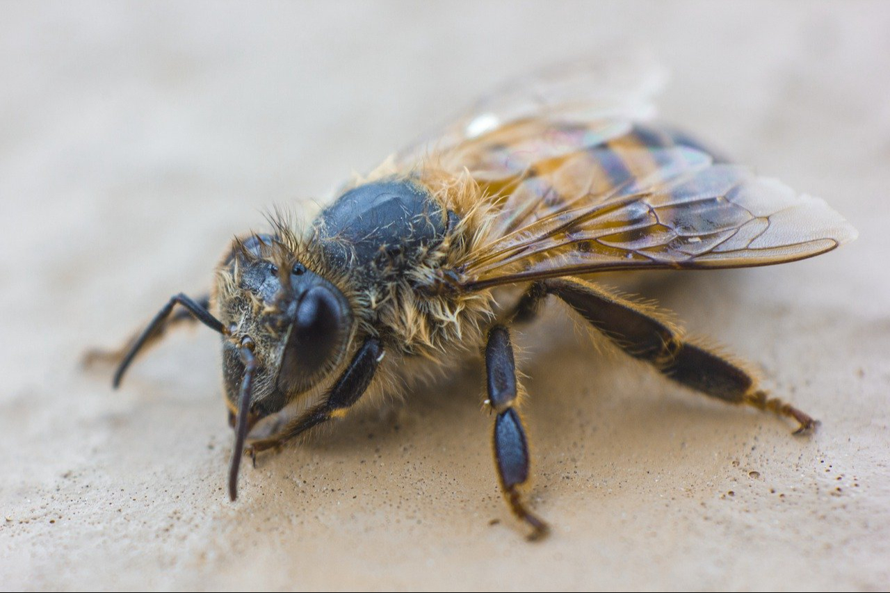 Aspecto detallado de una abeja