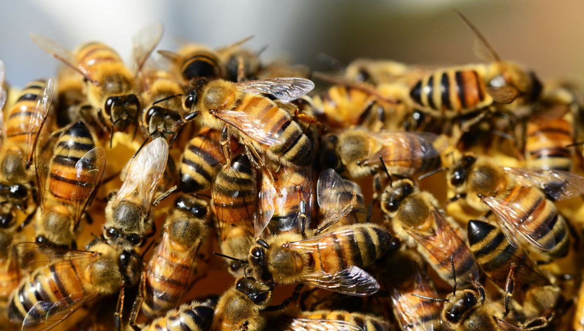 Ataques de abejas provocan la muerte de un abuelito y dejan 17 lesionados en Sinaloa