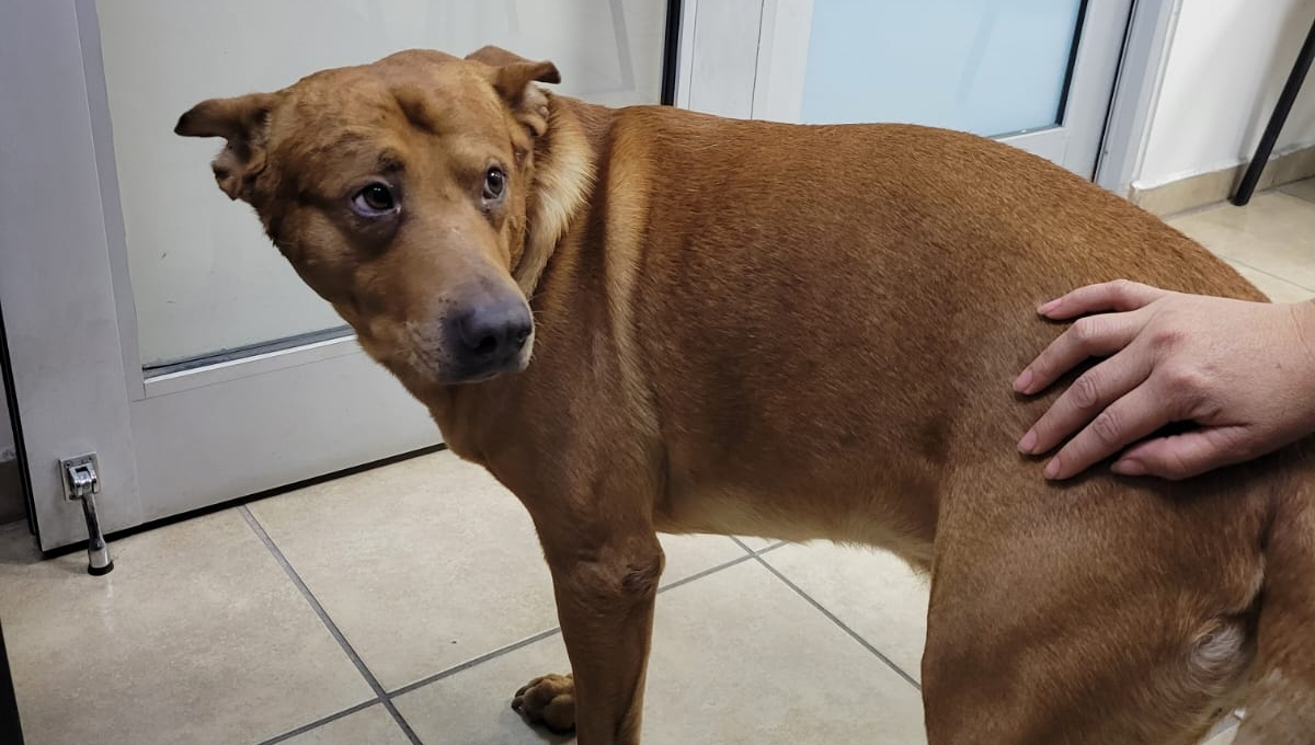 En Tijuana, hombre ahorca a un perro porque su familia lo trataba mejor que a él 