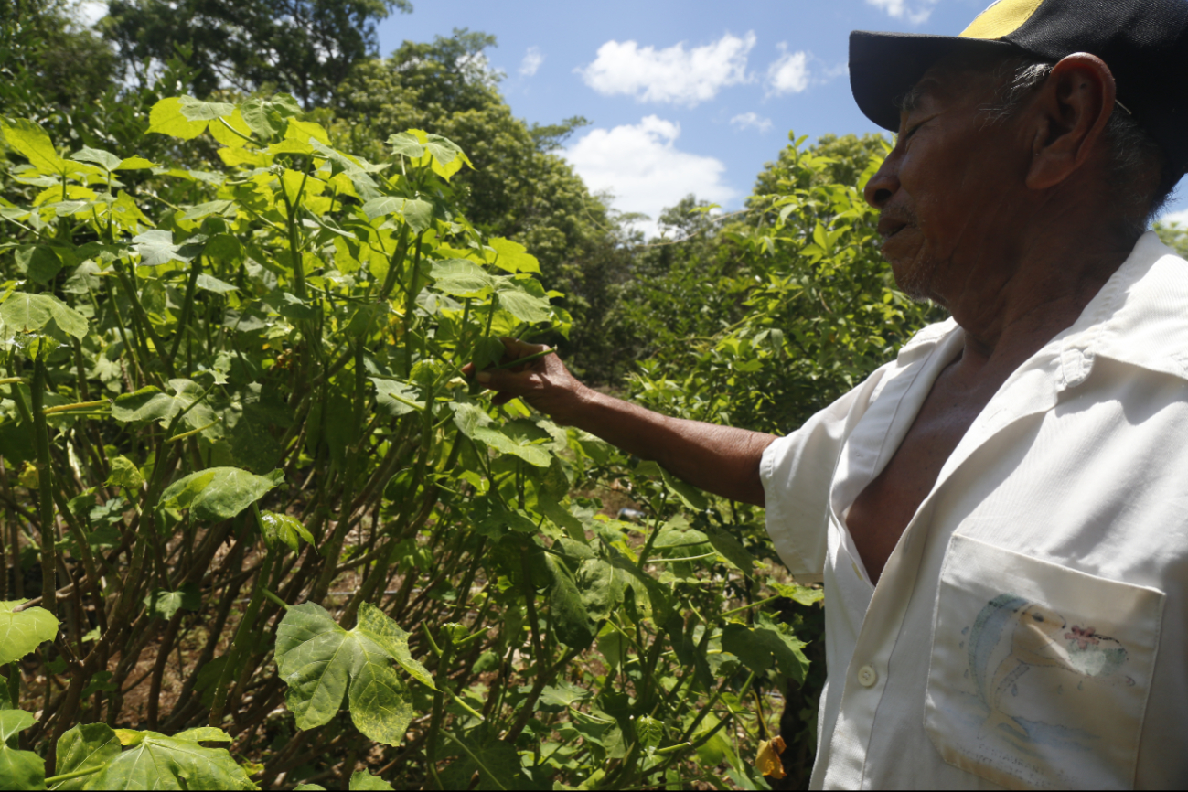 Granjas de Kekén generan plagas de gusanos y moscas en cultivos de Yucatán 