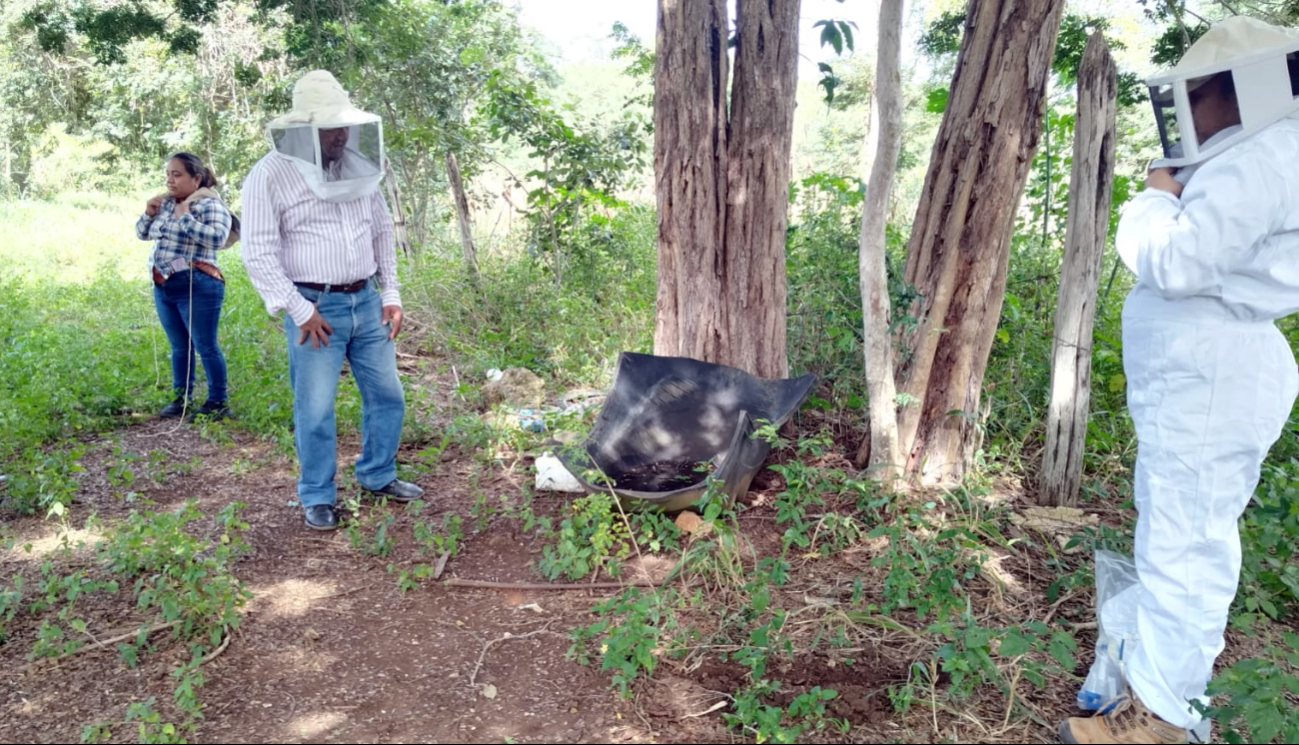 Denunciarán a menonitas por muerte de abejas en Ich EK, Hopelchén