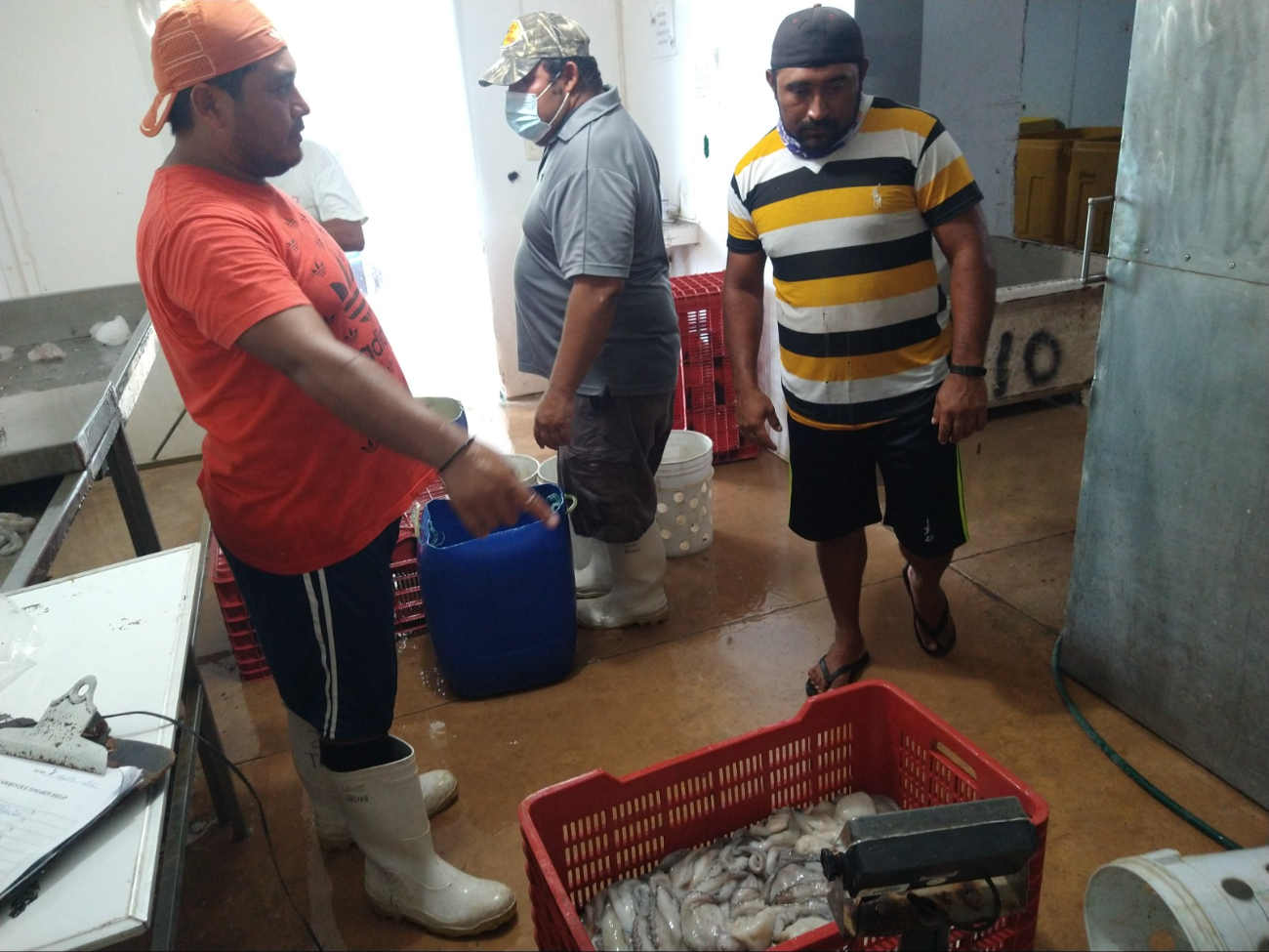 Pescadores de Yucatán registran buenas ganancias de la temporada de pulpo